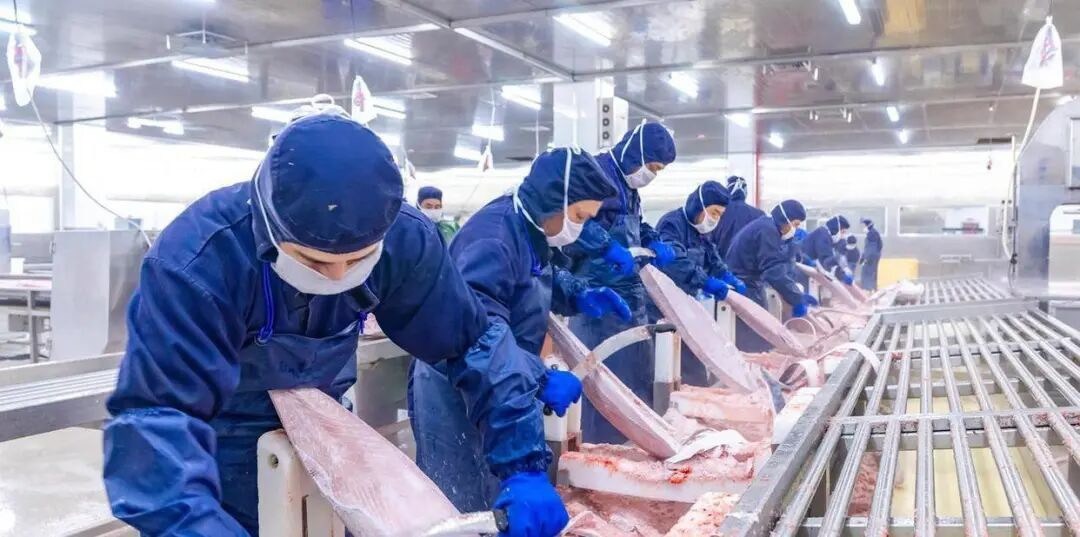“吃透”1条金枪鱼，舟山迈向全产业链协同