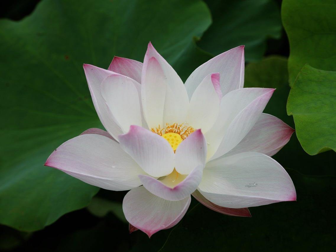 温岭：荷韵兴村入画来