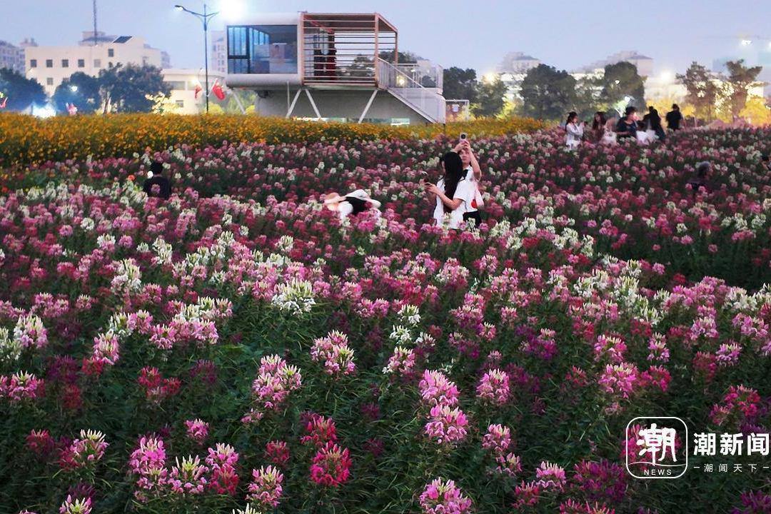 凉风送爽 花海如画