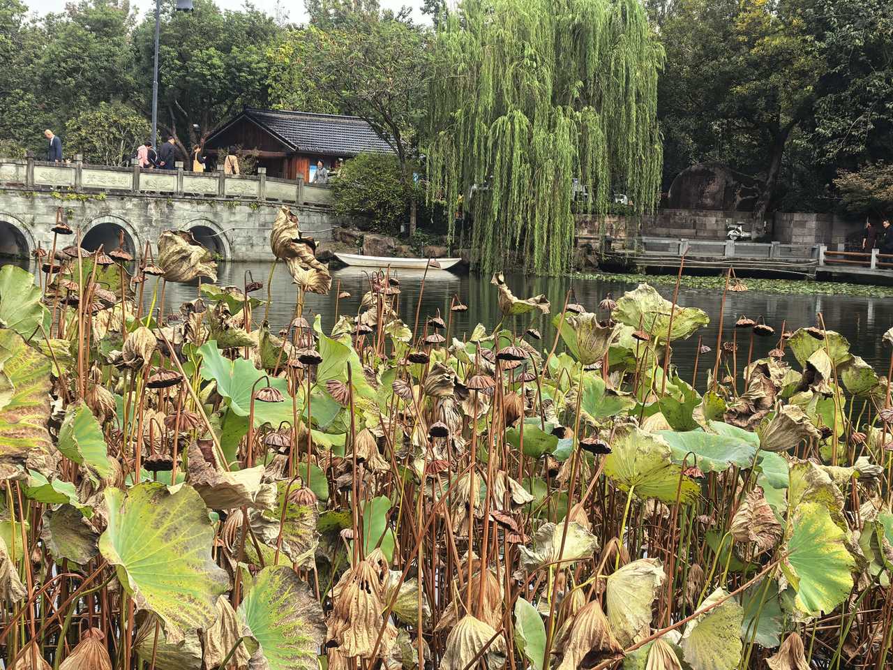 杭州：玉泉残荷