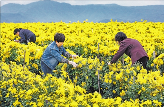 寒潮来袭，杭嘉湖今日入冬