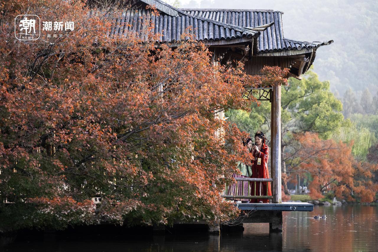 杭州花港红枫显冬意