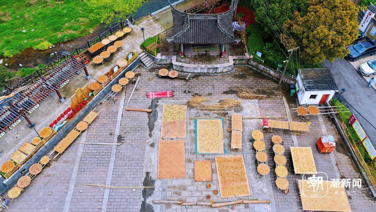 绍兴春日晒笋忙 传统风味香满城