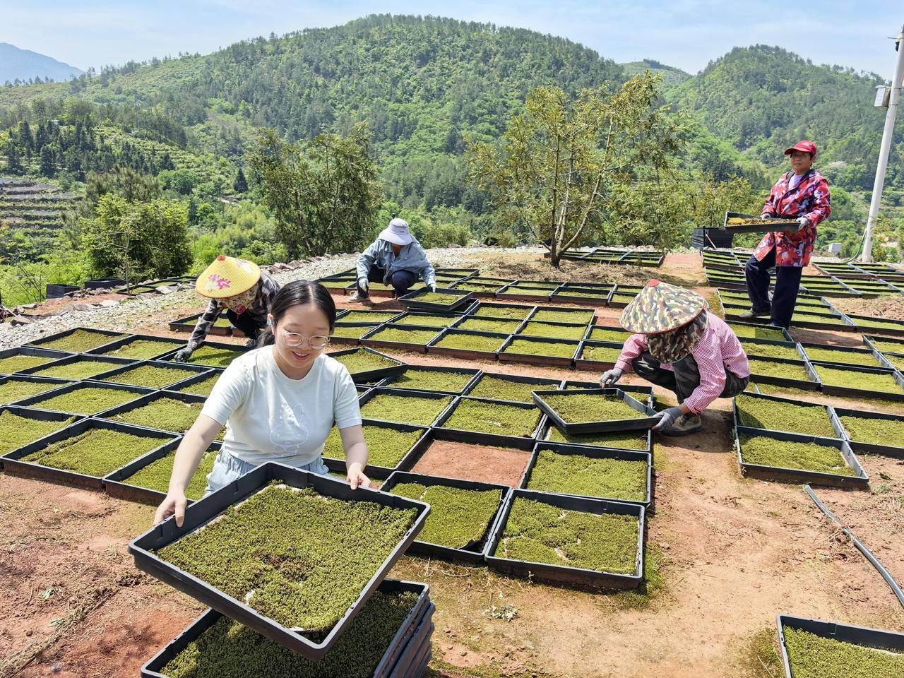 苔藓怎样做成富民产业？记者在丽水莲都体验收获、分级、加工全过程