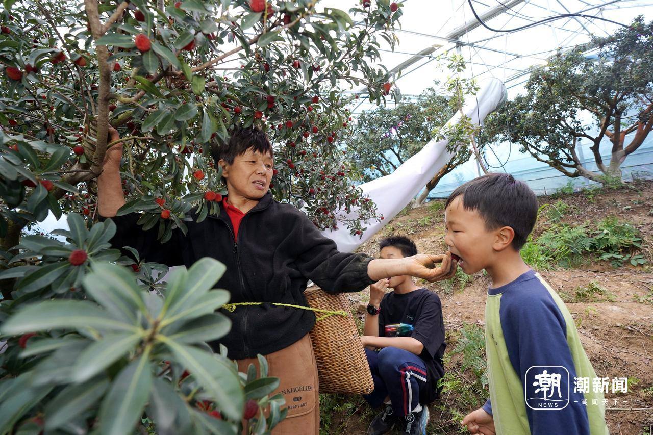 刷新纪录 最早尝鲜 慈溪本地杨梅四月抢先上市