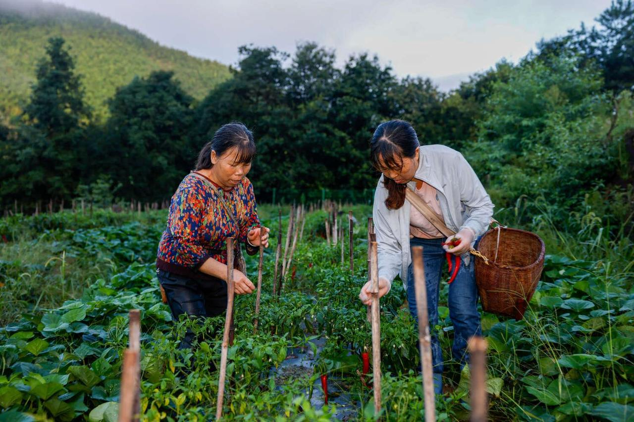 安阳乡：高山辣椒喜丰收 淳安嵔岭村清晨抢收忙