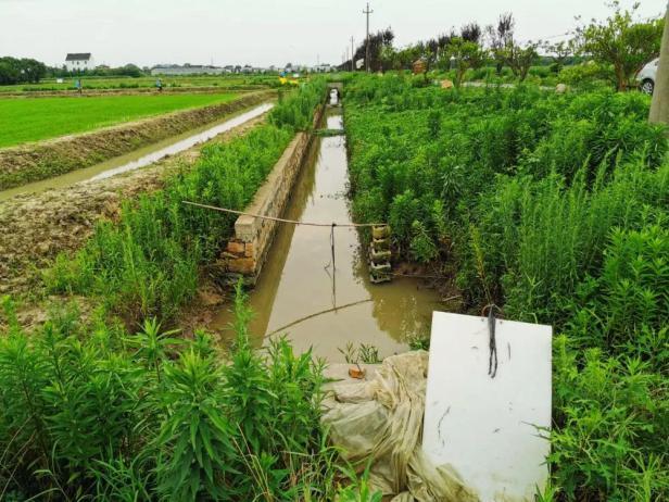 平湖农开6500米生态沟渠“会呼吸” 为美丽城镇增添美丽景观——浙江在线