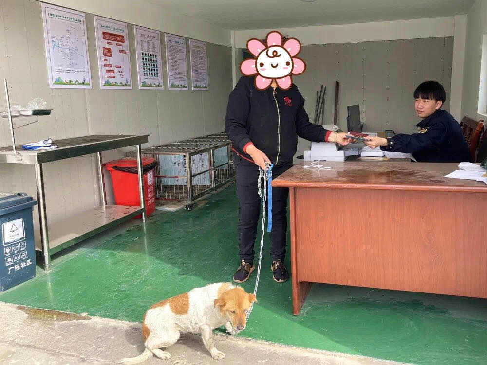 广陈镇倡导文明养犬 助力美丽城镇建设新风尚——浙江在线
