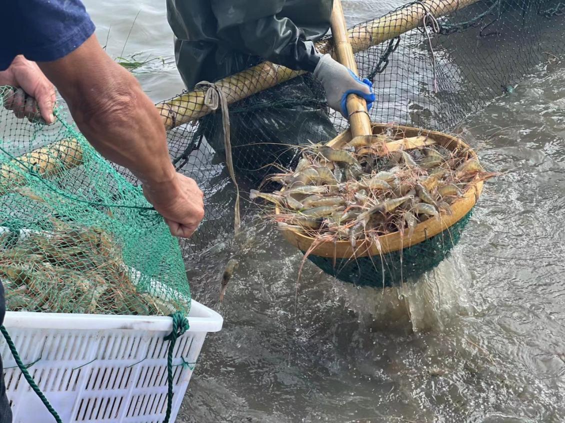 嘉善陶庄稻虾综合种养 铺就美丽乡村绿色致富路