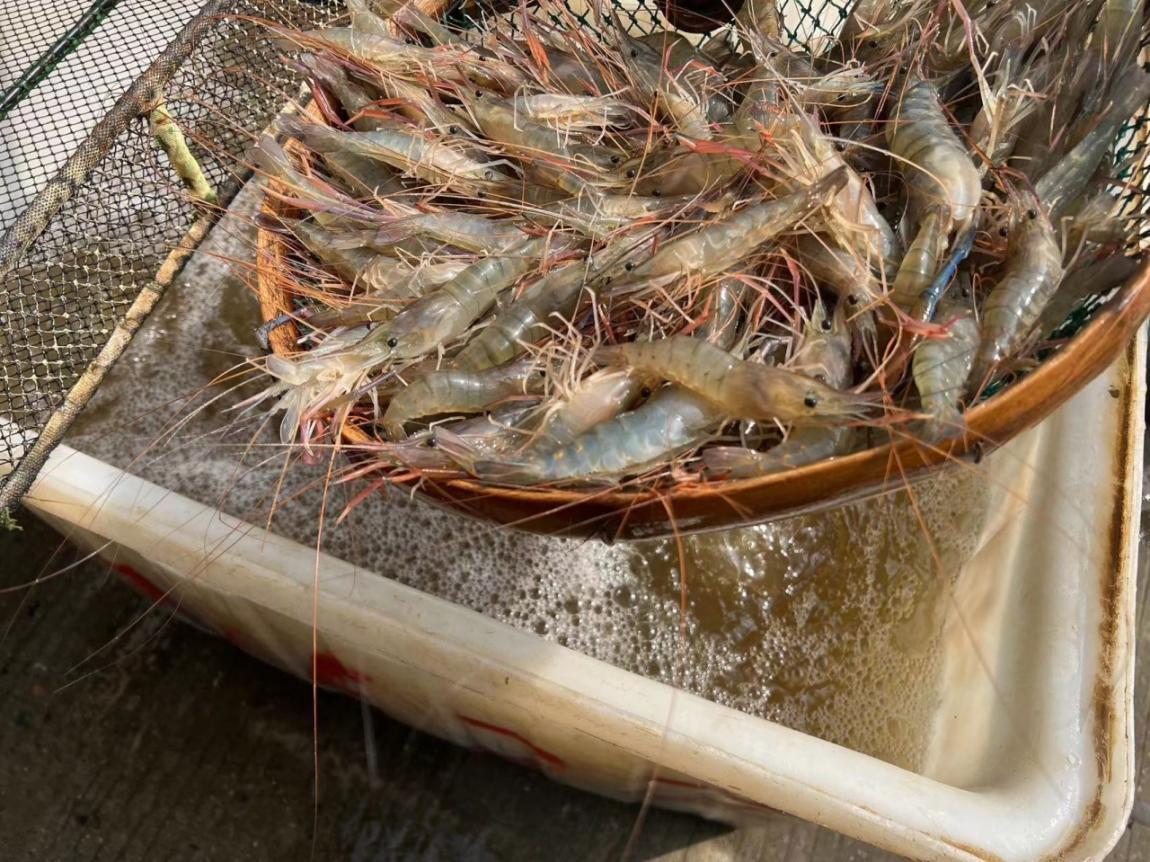 嘉善陶庄稻虾综合种养 铺就美丽乡村绿色致富路