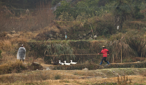 丽水缙云竹道村.png